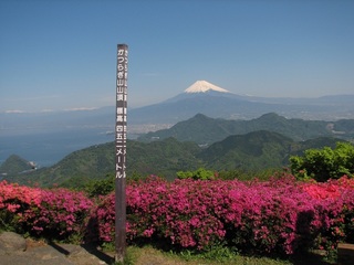 かつらぎ山ツツジ 伊豆の国市.jpg