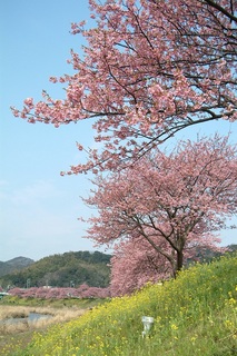 みなみの桜と菜の花.jpg