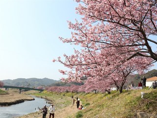 みなみの桜1.jpg