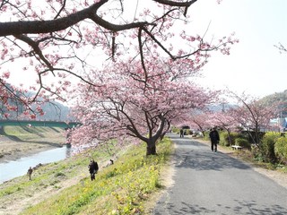 みなみの桜2.jpg