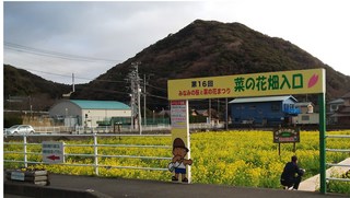 みなみの桜3.jpg