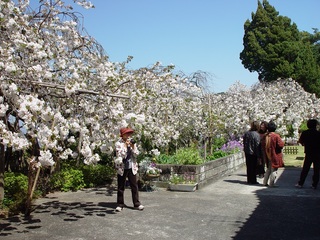 伊豆市 八重の枝垂れ桜 2月号.jpg