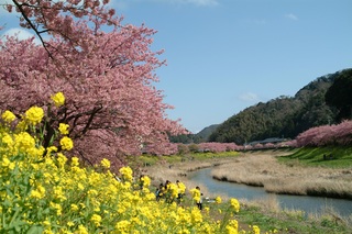 南伊豆町みなみのさくら画像1.jpg