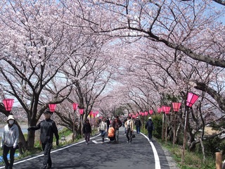 桜 藤枝市 3月号.jpg