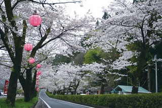 桜トンネル17.jpg
