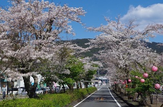桜トンネル 島田市.jpg