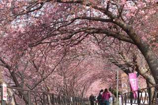 河津川沿い.jpg