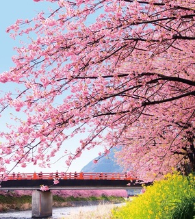 河津桜 河津町.jpg