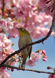 河津桜とめじろ.jpg