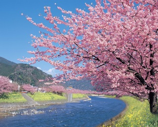 河津桜・豊泉橋付近桜並木.jpg