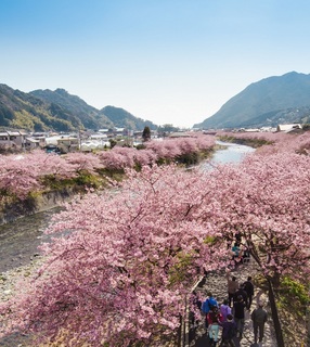 河津桜3.jpg