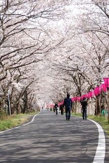 瀬戸川桜トンネル 藤枝市.jpg