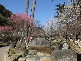 熱海梅祭り画像DSCF5596.jpg