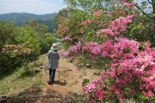 画像渋川つつじ1・浜松市.jpg
