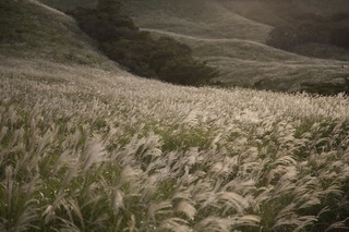 細野高原画像・東伊豆町.jpg