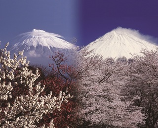 絶景☆富士山まるごと岩本山写真.jpg