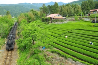 茶畑.jpg