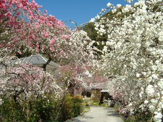 蓮台寺花桃 下田市.jpg