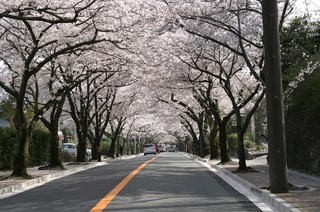 izukougensakuranamiki 伊東市.jpg